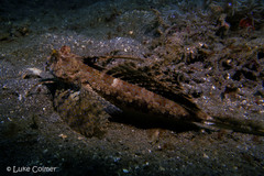 Dactylopus dactylopus