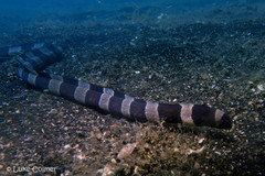 Leiuranus semicinctus