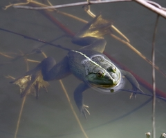 Euphlyctis hexadactyla