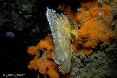 Taenianotus triacanthus