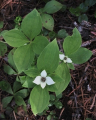 Arctocrania