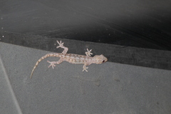 Hemidactylus frenatus