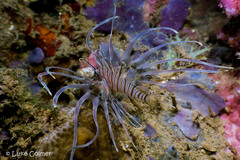 Pterois volitans