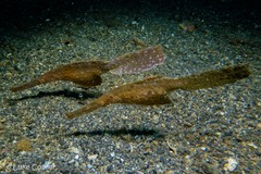 Solenostomus cyanopterus