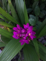 Spathoglottis unguiculata