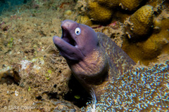 Gymnothorax thyrsoideus