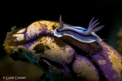 Chromodoris lochi
