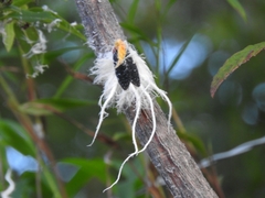Cerogenes auricoma
