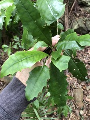 Polyosma cunninghamii