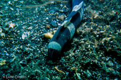 Leiuranus semicinctus
