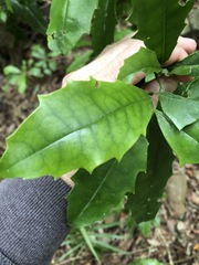 Polyosma cunninghamii