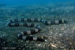 Leiuranus semicinctus