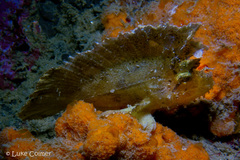 Taenianotus triacanthus