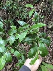 Polyosma cunninghamii