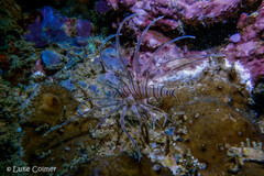 Pterois volitans