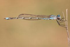 Austrolestes aridus