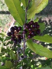 Polyalthia suberosa