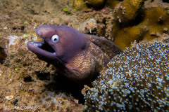Gymnothorax thyrsoideus