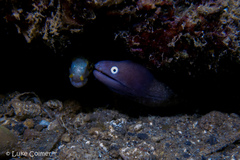 Gymnothorax thyrsoideus