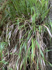 Anthoxanthum occidentale