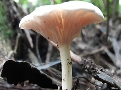 Entoloma peralbidum