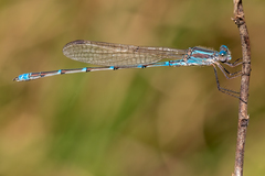 Austrolestes aridus
