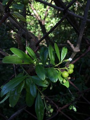 Bourreria virgata