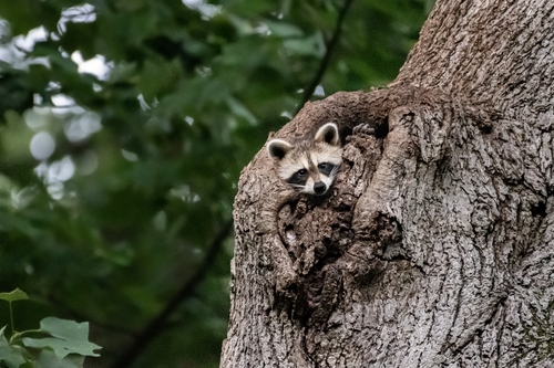 Common Raccoon photographed in Pennsylvania