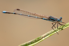 Austrolestes aridus