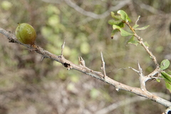 Pittosporum viscidum