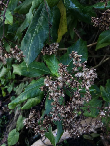 Critonia portoricensis