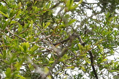 Pittosporum viscidum