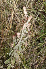Pterocaulon redolens