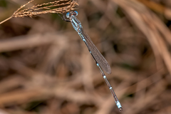Austrolestes aridus