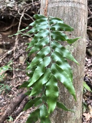 Arthropteris tenella