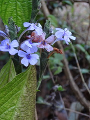Eranthemum roseum