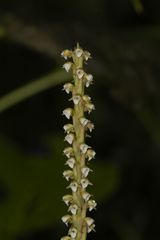 Peristylus plantagineus