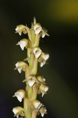 Peristylus plantagineus