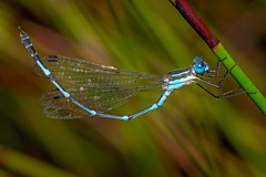 Austrolestes minjerriba