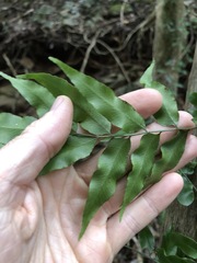 Arthropteris tenella