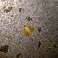 Loxomorpha flavidissimalis