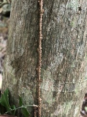 Arthropteris tenella