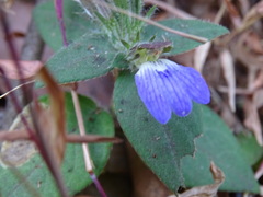 Cynarospermum asperrimum