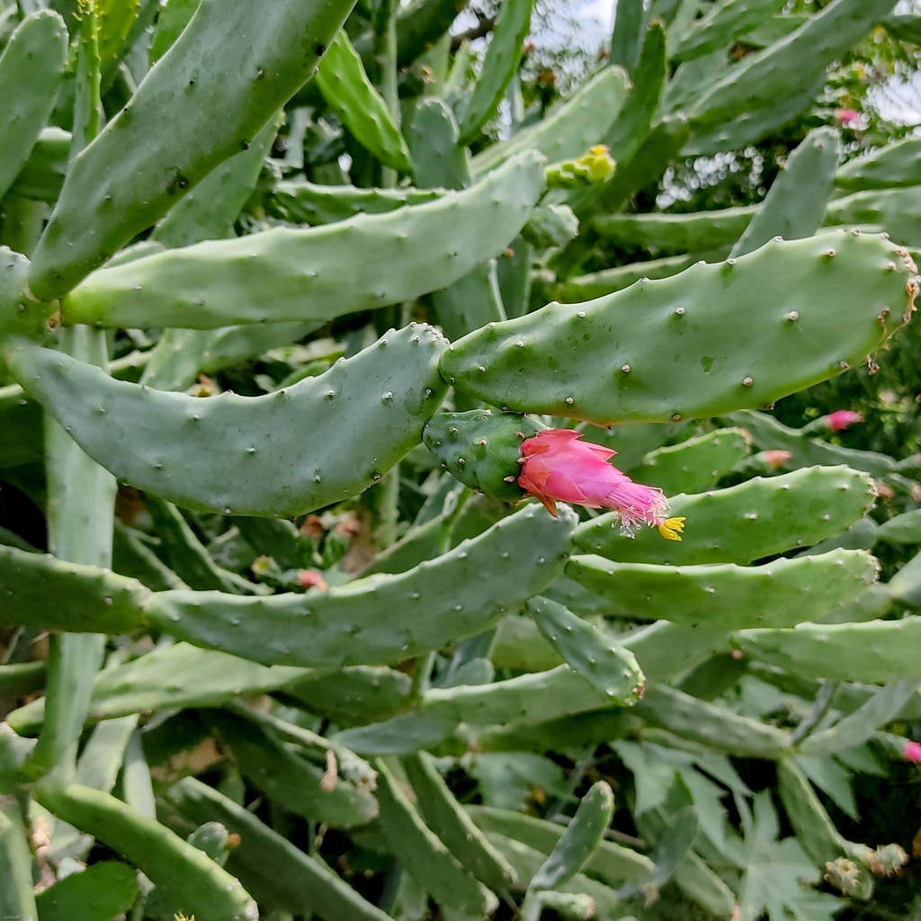 Opuntia auberi