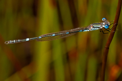 Austrolestes minjerriba