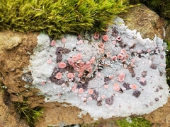 Ostropomycetidae
