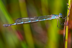 Austrolestes minjerriba