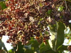 Terminalia paniculata