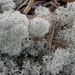Cladonia stellaris - Photo (c) Kari Pihlaviita, μερικά δικαιώματα διατηρούνται (CC BY-NC)
