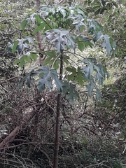 Vasconcellea pubescens